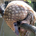 Tree Pangolin