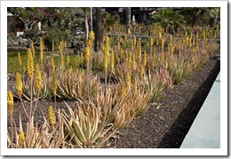 Aloe vera, conhecida como babosa.