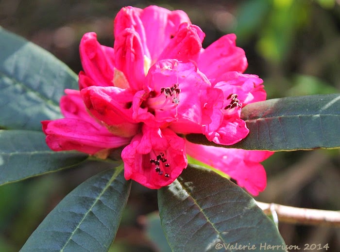 [34-rhodo%255B2%255D.jpg]