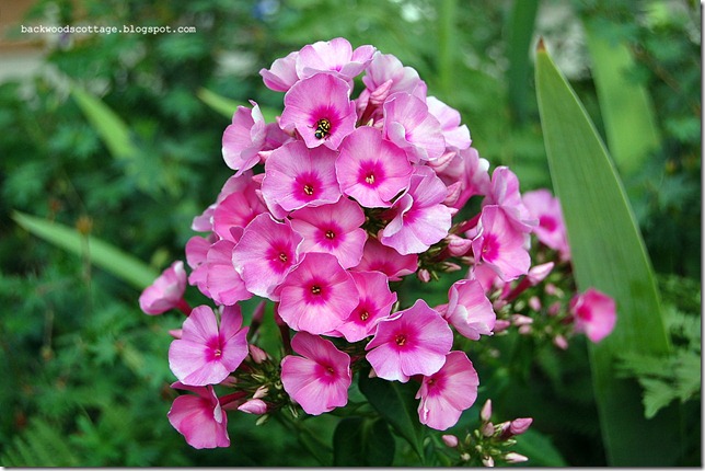 pinkphlox