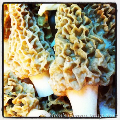 2012-04-27 Morels (1)