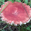 Amanita mushroom