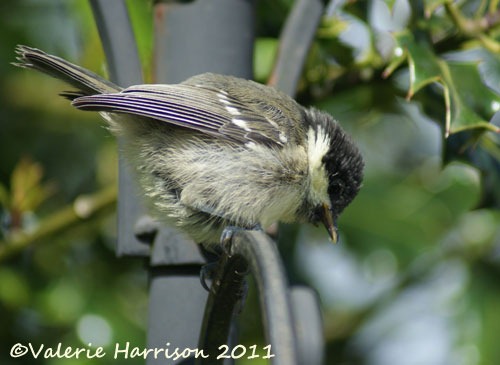 [20%2520baby-coaltit%255B2%255D.jpg]