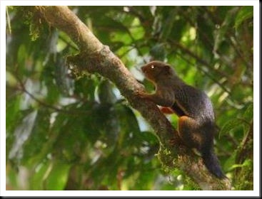 Kinabalu Squirrel-2
