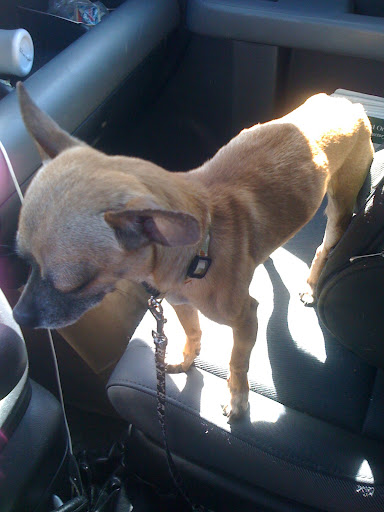 Renee had met Gus and Minnow in the shelter's medical ward on the same day. She hoped to take Gus then but he was so skinny and weak that the shelter wanted to keep him for observation.