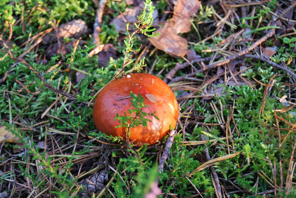 [Tur%2520i%2520skogen%2520sept%252011%2520089%255B5%255D.jpg]