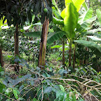 Kaffeestrauch © Foto: Doreen Schütze | Outback Africa