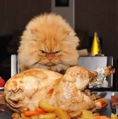 [cat-wants-chicken%255B5%255D.jpg]