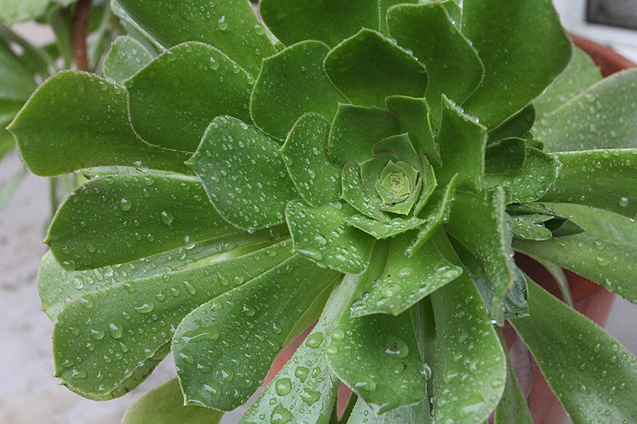 [120120_aeonium1%255B6%255D.jpg]