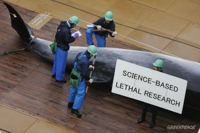 Aerial view of the transfer and flensing of whales on the deck of the Nisshin Maru factory ship, 5 January 2006. The Nisshin Maru is part of Japan's whaling fleet in the Southern Ocean Whale Sanctuary. A sign held up by the crew for the sake of the Greenpeace cameramen in the helicopter above reads 'Science-based lethal research'. Photo: Jeremy Sutton-Hibbert / Greenpeace