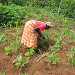 Kenya 05 044.jpg