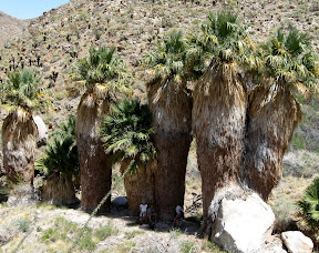 After a 3 + mile hike up the East Fork the shade of the palms was much appreciated.