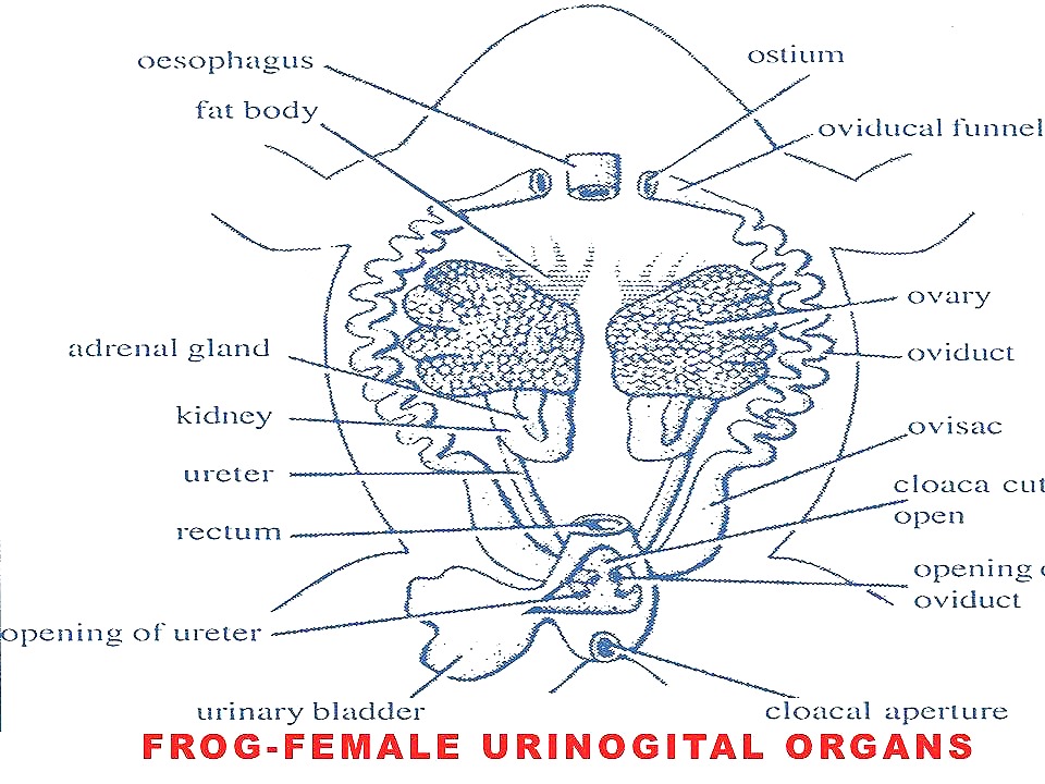 [Frog-female-urogenital-organs%255B2%255D.jpg]