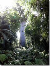 Tane Mahuta