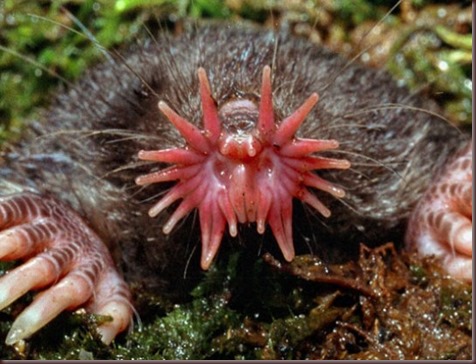 Amazing Animal Pictures Star Nosed Mole (1)
