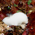 P5273722