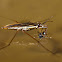 Zapatero (Common pond skater)