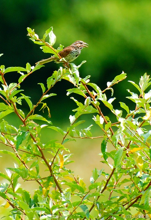 13. Song sparrow-kab