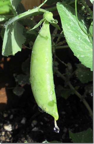 photoshare Sugarsnap Rain Ashland OR cloudysnack