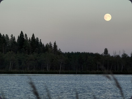 Skymningen lägger sig över Furuträsket.