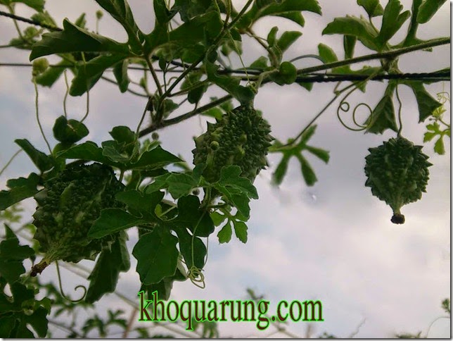 trái này mới nhìn chắc tưởng sầu riềng mini trái này mới nhìn chắc tưởng sầu riềng mini