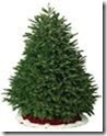 Nordman Fir