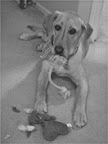 Their love for Maggie, led Nancy and Tom to adopt Nelli- a 2 year old lab hoping to find a forever home after being rescued by the caring folks at Homeward Bound Rescue in Minnesota.