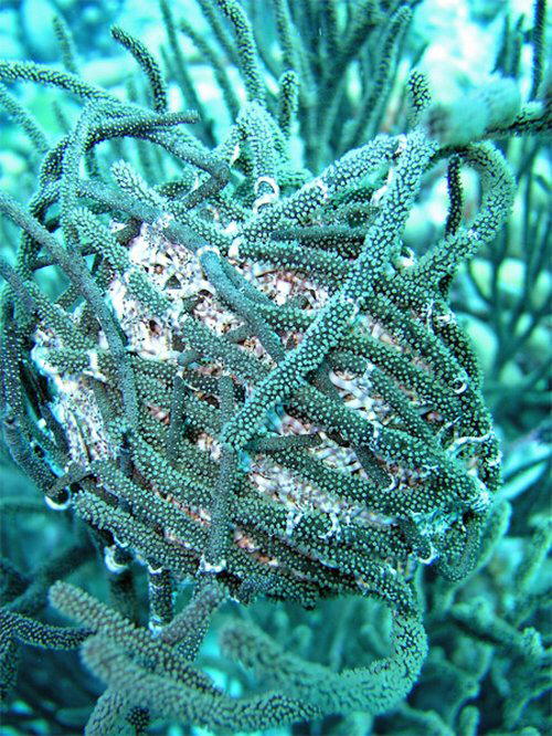 Strange Sea Creatures