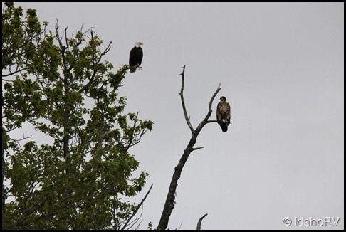 Eagles-in-Tree