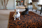 We decided to go to the brown room ourselves to see what made Empress Tang scream so loud, when we came upon this spiderweb carpet from FLOR.  It made us shake.