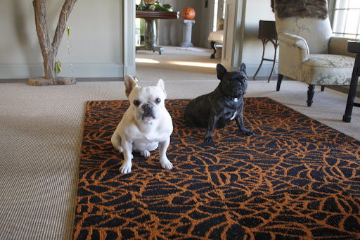 We decided to go to the brown room ourselves to see what made Empress Tang scream so loud, when we came upon this spiderweb carpet from FLOR.  It made us shake.