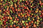 Café de Guatemala