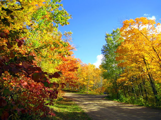 Maplelag driveway