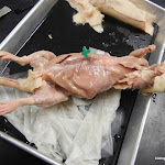 rat_muscles_abdomen.JPG