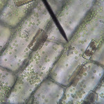 elodea04.jpg