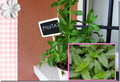 plantas aromaticas (page 2) plantas aromaticas (page 2)