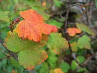 More Fall color creeping in.