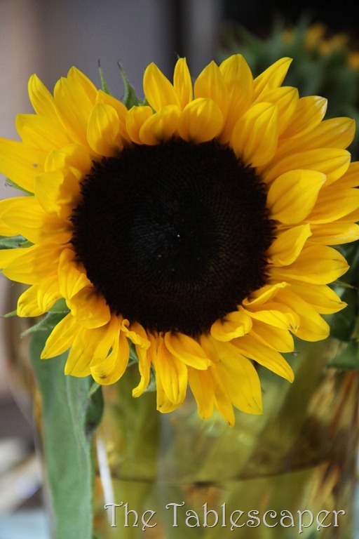 sunflowers 040