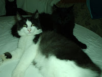 Afbeelding van alles kittens nikita 9 maart 2010 055.jpg