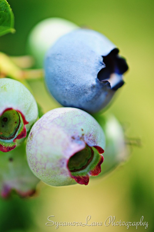 [blueberry%255B12%255D.jpg]