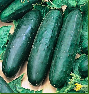 Pepino Marketmore 76 Pepino Marketmore 76