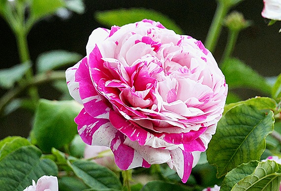 rosa mesclada - Gloria Ishizaka