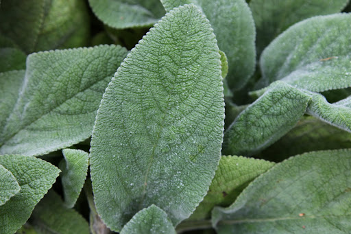 Lamb's ears are grown more for the texture and color of its foliage than for its bloom  Why, if they were my color, they would look just like my ears!
