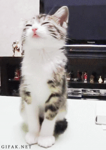 gif gato que cae dormido