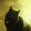 cats_renesme_2010-01-03.JPG