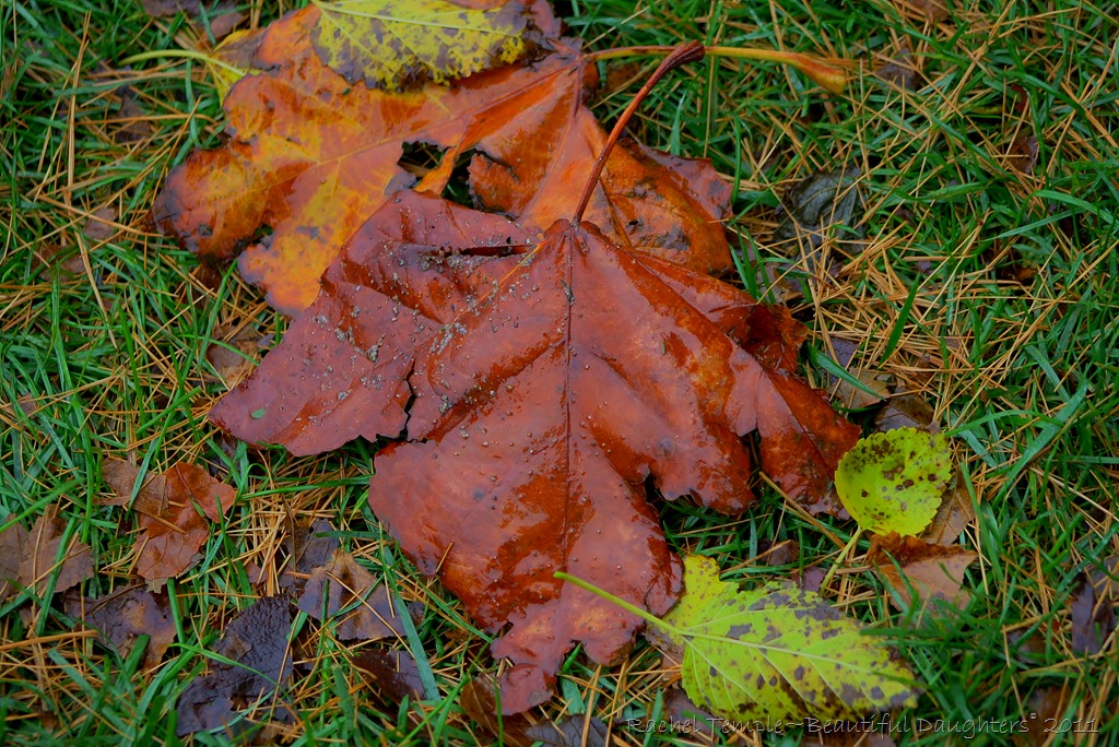 [fall2011%2520012%255B35%255D.jpg]