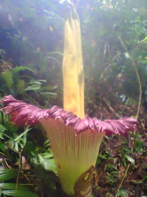 Padangguci Onstar Bunga Bangkai Amorphophallus Tetanum Mekar Di Kaur