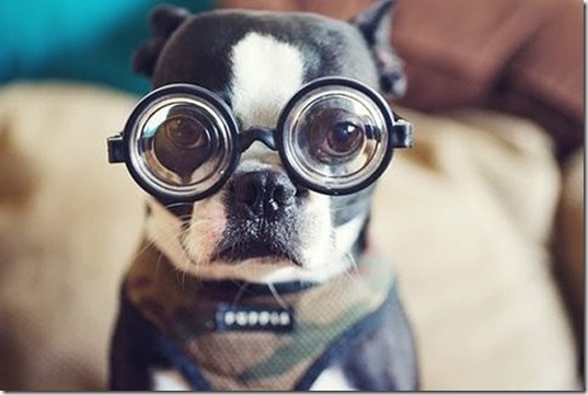 animals-wear-glasses-2_thumb.jpg?imgmax=