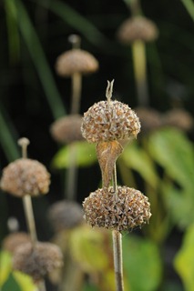 20090916_055730