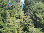 california_sequoia